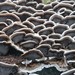 Smoky Polypore - Photo (c) nagelhoutandre, some rights reserved (CC BY-NC), uploaded by nagelhoutandre