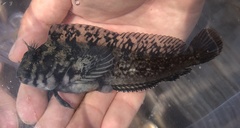 Hypsoblennius gilberti