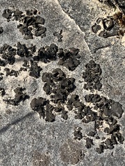 Lathagrium undulatum
