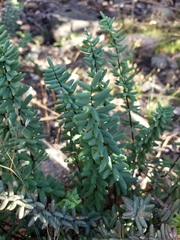 Pellaea bridgesii