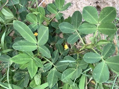 Arachis hypogaea