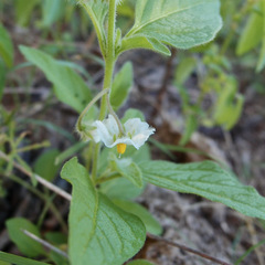 Solanum adscendens