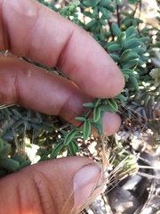 Pellaea bridgesii