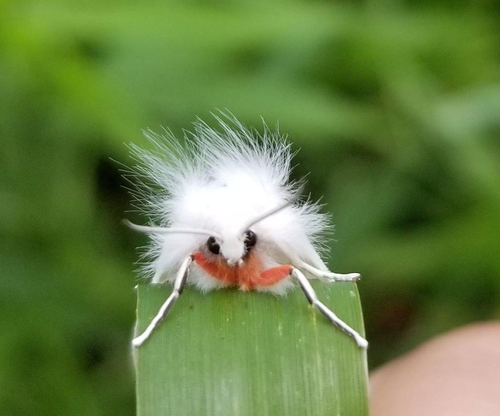 Pink-legged Tiger Moth