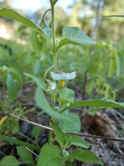 Solanum adscendens