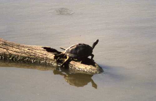 Pangshura tecta