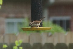 Thryothorus ludovicianus