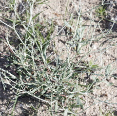 Lygodesmia grandiflora