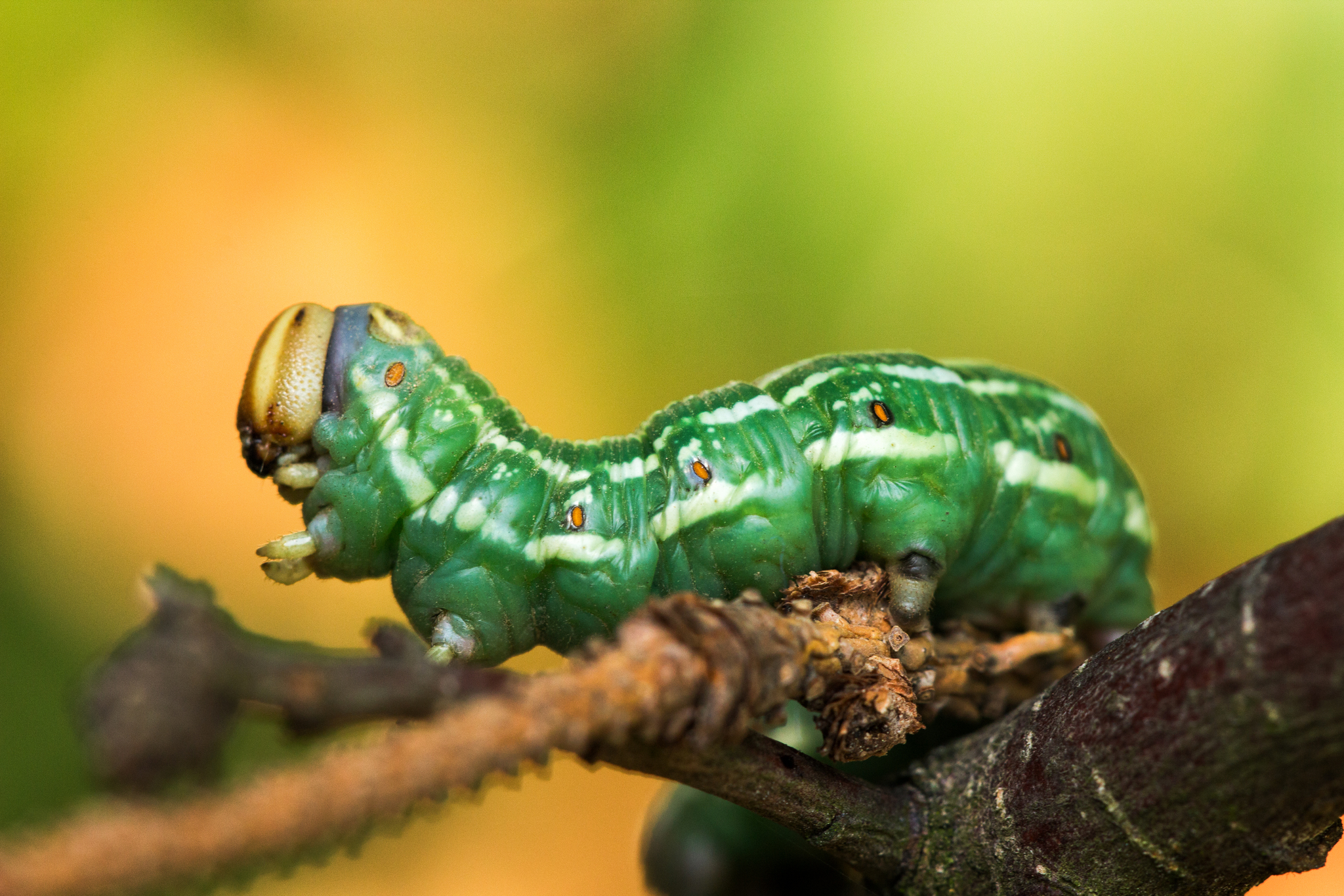 Vine Hawk-Moth (Moths of Singapore) · iNaturalist