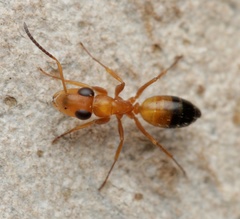 Opisthopsis haddoni