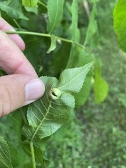 Phylloxera caryaecaulis