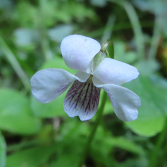 Viola arcuata