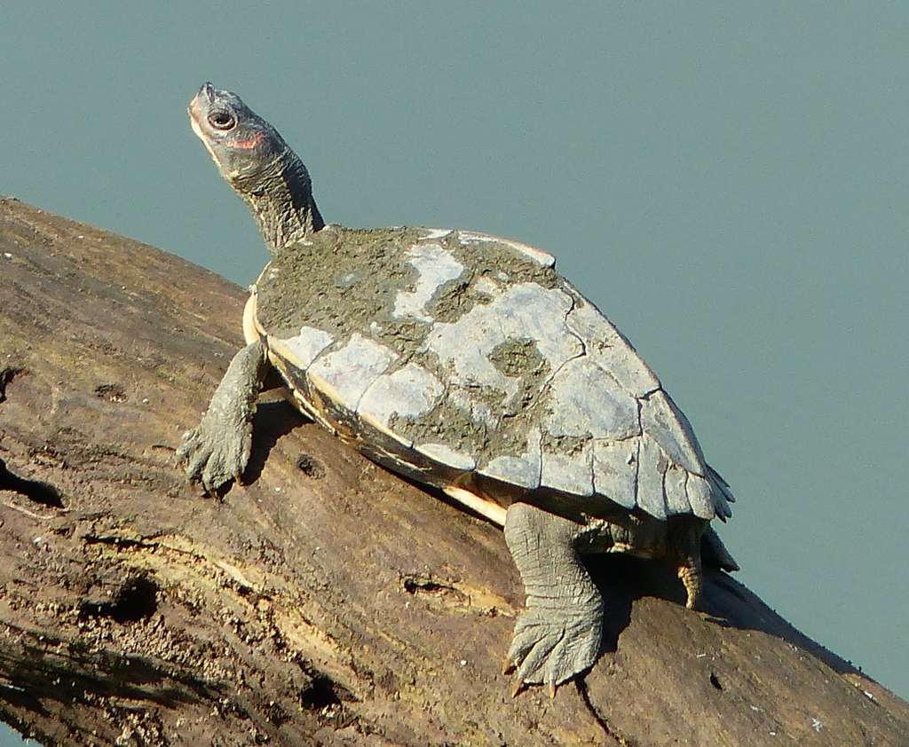 Assam Roofed Turtle in November 2014 by Simon Tonge · iNaturalist