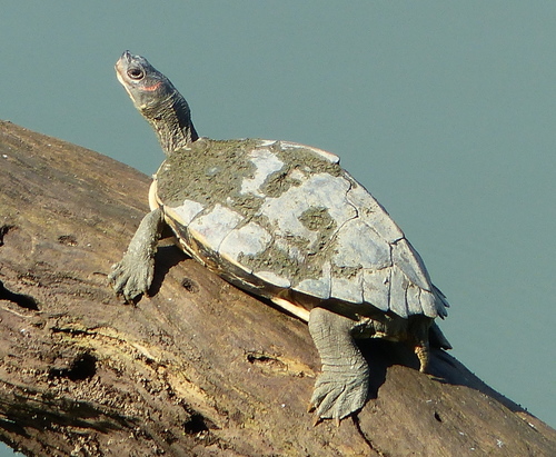 Pangshura sylhetensis