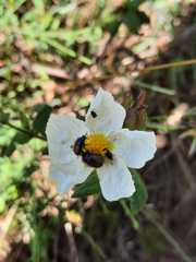 Chasmatopterus villosulus