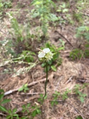 Allium canadense canadense