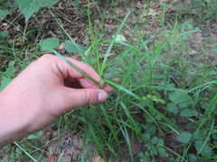 Carex tribuloides sangamonensis
