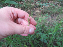 Carex tribuloides sangamonensis