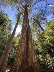 Eucalyptus denticulata