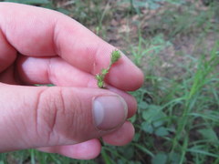 Carex tribuloides sangamonensis