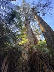 Eucalyptus denticulata