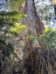 Eucalyptus denticulata
