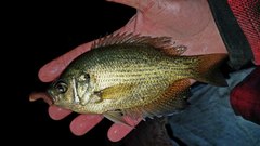 Centrarchus macropterus