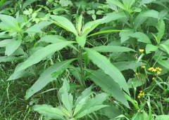 Vernonia flaccidifolia