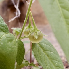 Solanum adscendens