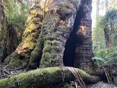 Eucalyptus denticulata