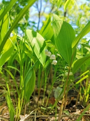 Convallaria keiskei