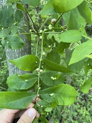 Phylloxera caryaecaulis