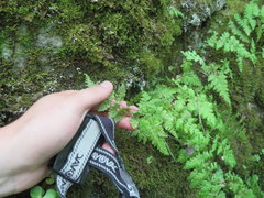 Cystopteris tennesseensis