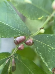 Phylloxera caryaecaulis