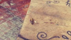 Polybia occidentalis bohemani