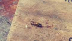 Polybia occidentalis bohemani