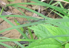 Enallagma exsulans