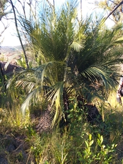 Macrozamia