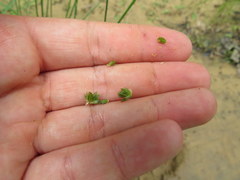 Juncus diffusissimus