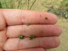 Juncus diffusissimus
