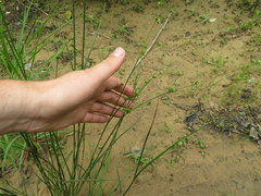 Juncus diffusissimus