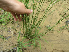 Juncus diffusissimus