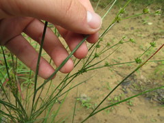 Juncus diffusissimus