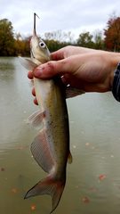Ictalurus punctatus