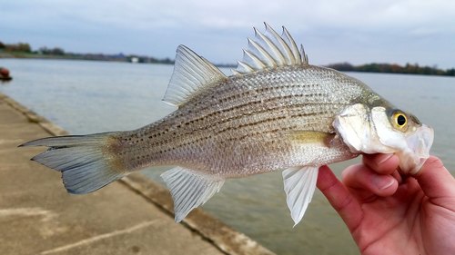 White Bass