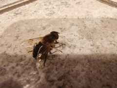 Eristalis pertinax