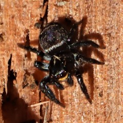 Saitis virgatus