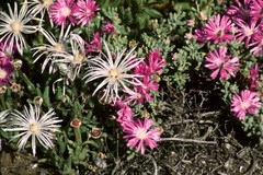 Mesembryanthemum brevicarpum