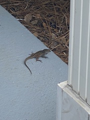 Anolis sagrei