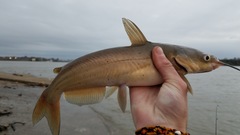 Ictalurus punctatus